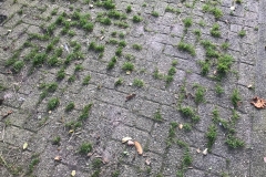 Project Hovenier Helpt in Oude Pekela